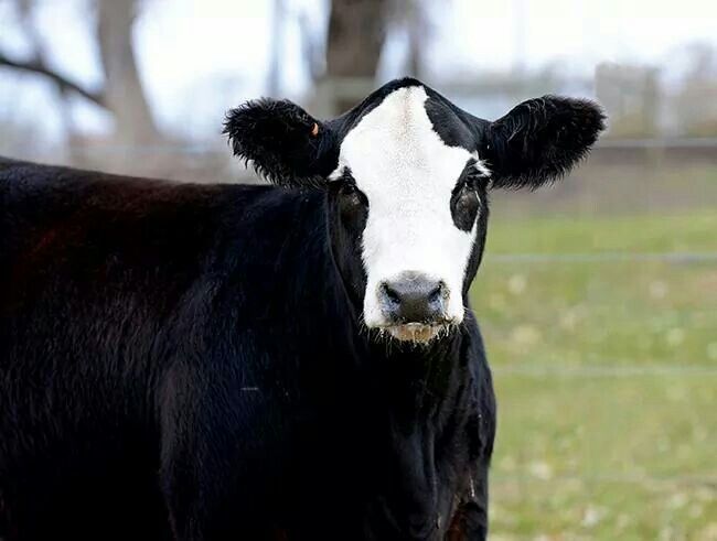 Angus Production Sale Catalog